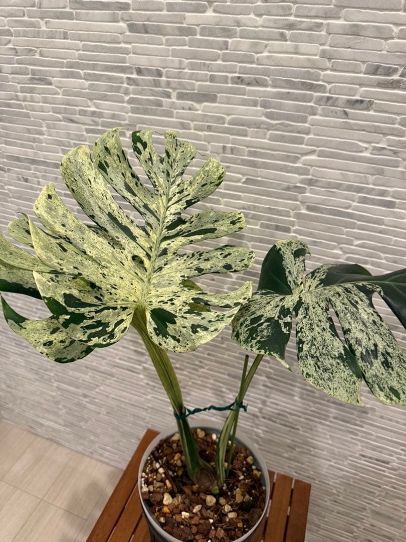 希少 モンステラ ベトシオーサ/バルバソウ