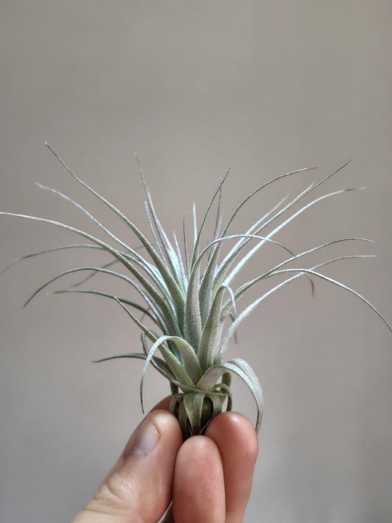 Tillandsia chapeuensis チャペウエンシス