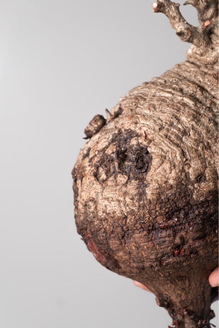 AP130 オペルクリカリア パキプス ベアルート株