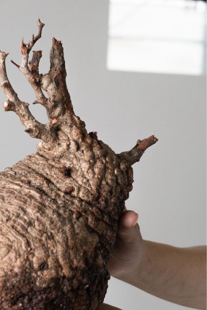 AP130 オペルクリカリア パキプス ベアルート株