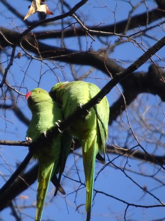 ソニー DSC-WX350 Cyber-shot サイバーショット 完動品