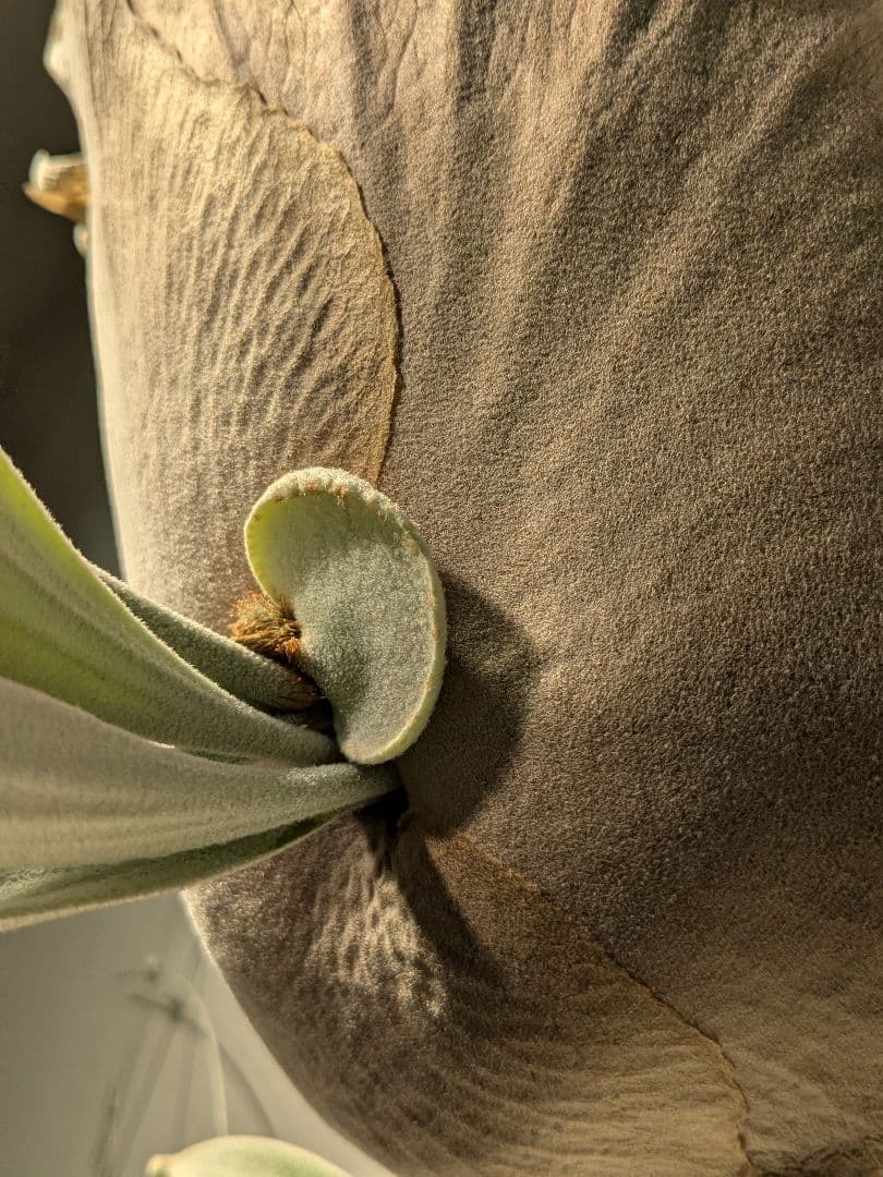 親株Monkey north high shield モンキーノースハイシールド