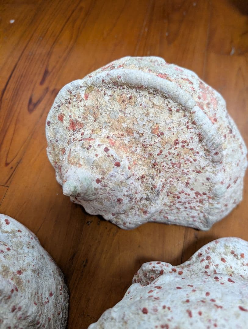 特大夜光貝14個セット　約1000g〜1800g　約17kgまとめ売り