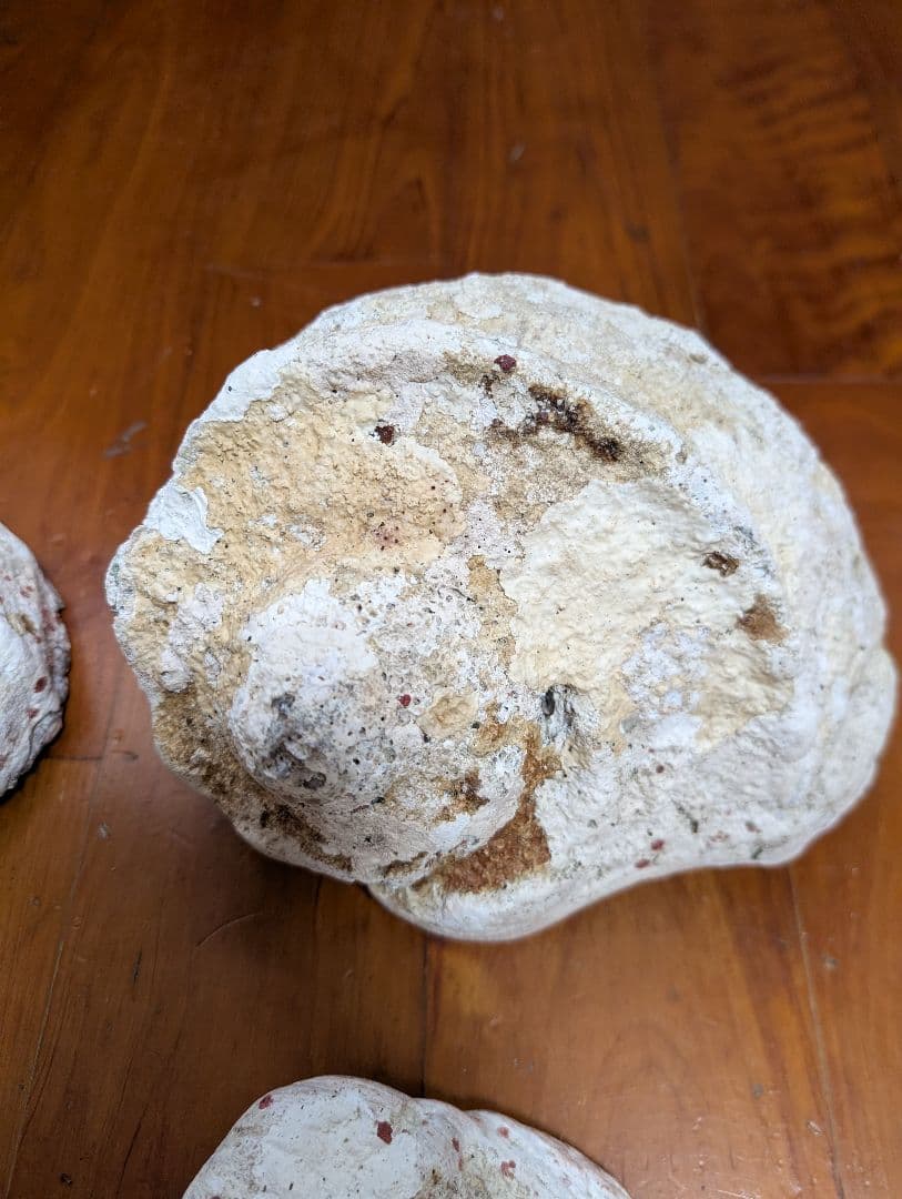 特大夜光貝14個セット　約1000g〜1800g　約17kgまとめ売り