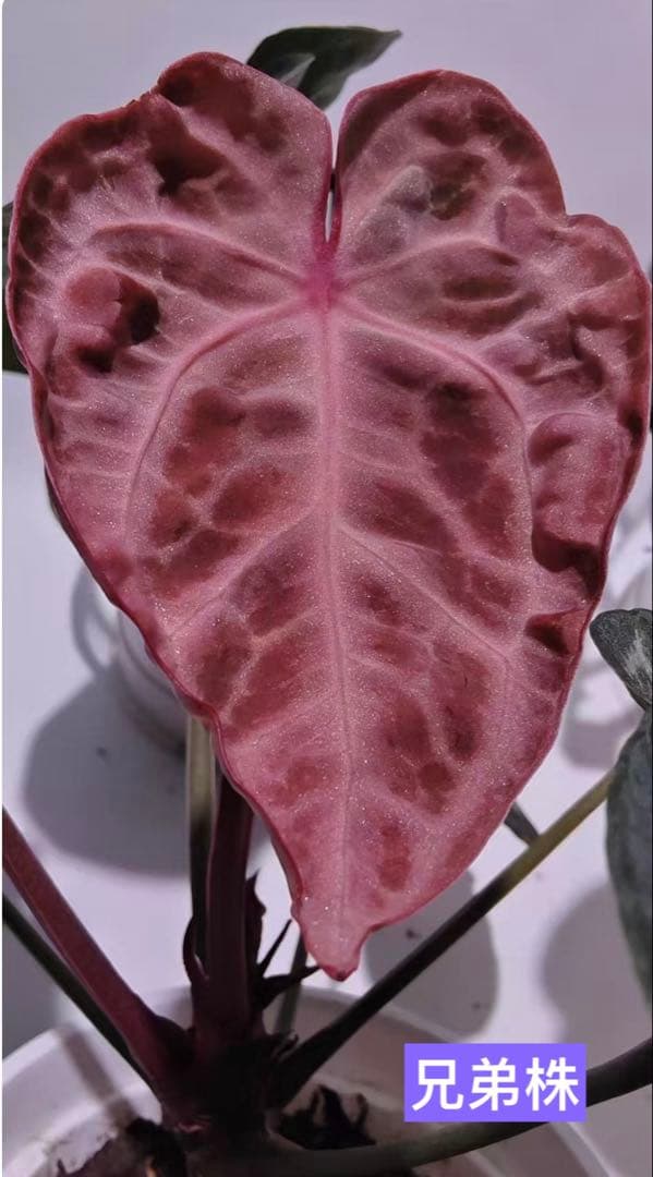 Anthurium Pink lemonade ULTRA✖️レッドクリスタリナム