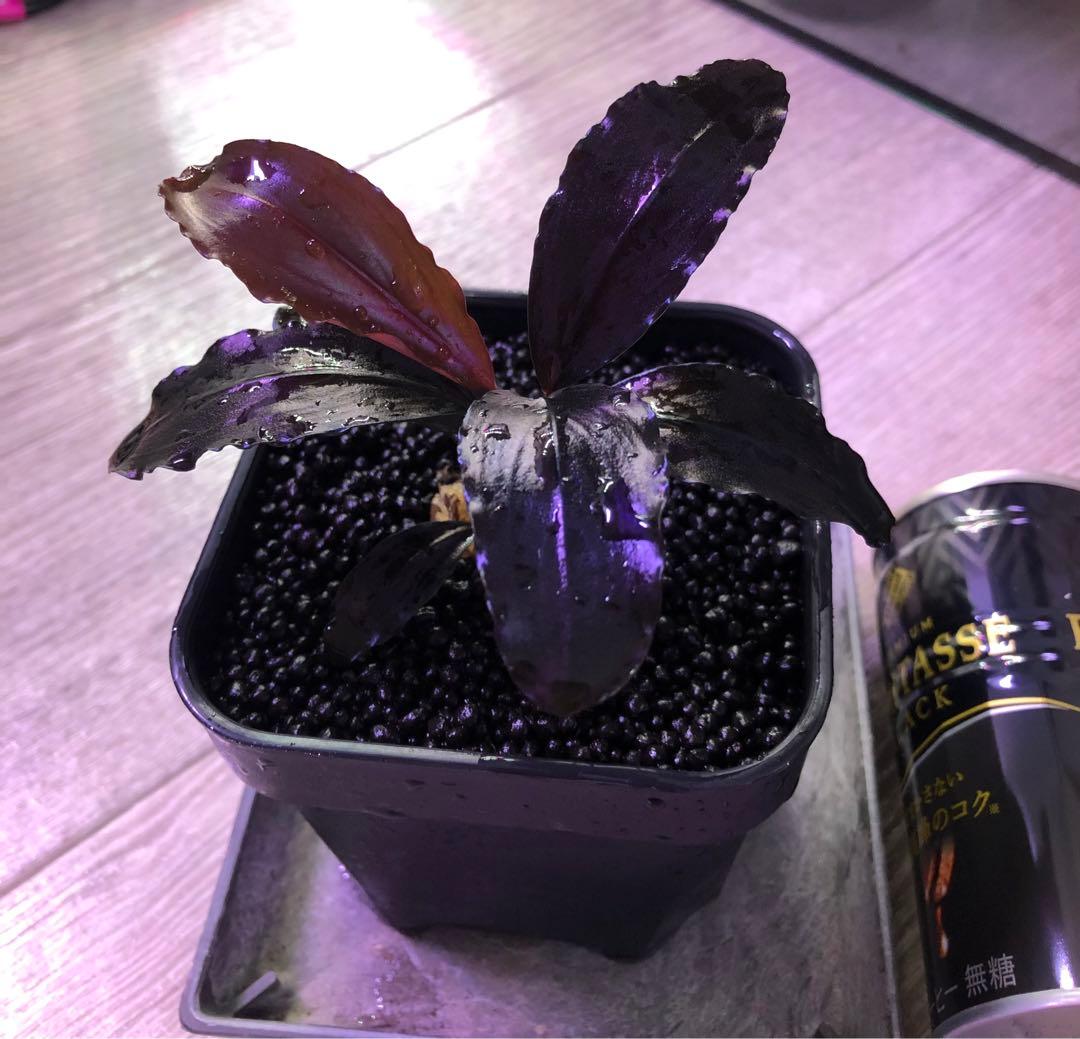 陰性水草の王様的存在【ブセファランドラ】Theia Blue