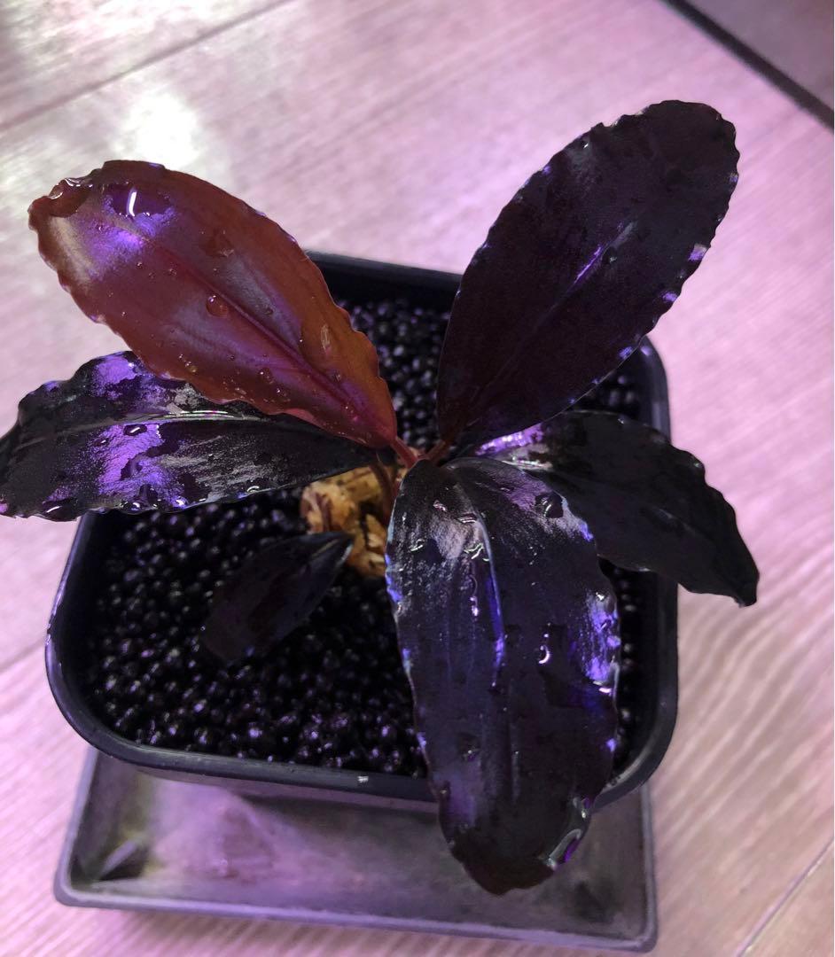 陰性水草の王様的存在【ブセファランドラ】Theia Blue