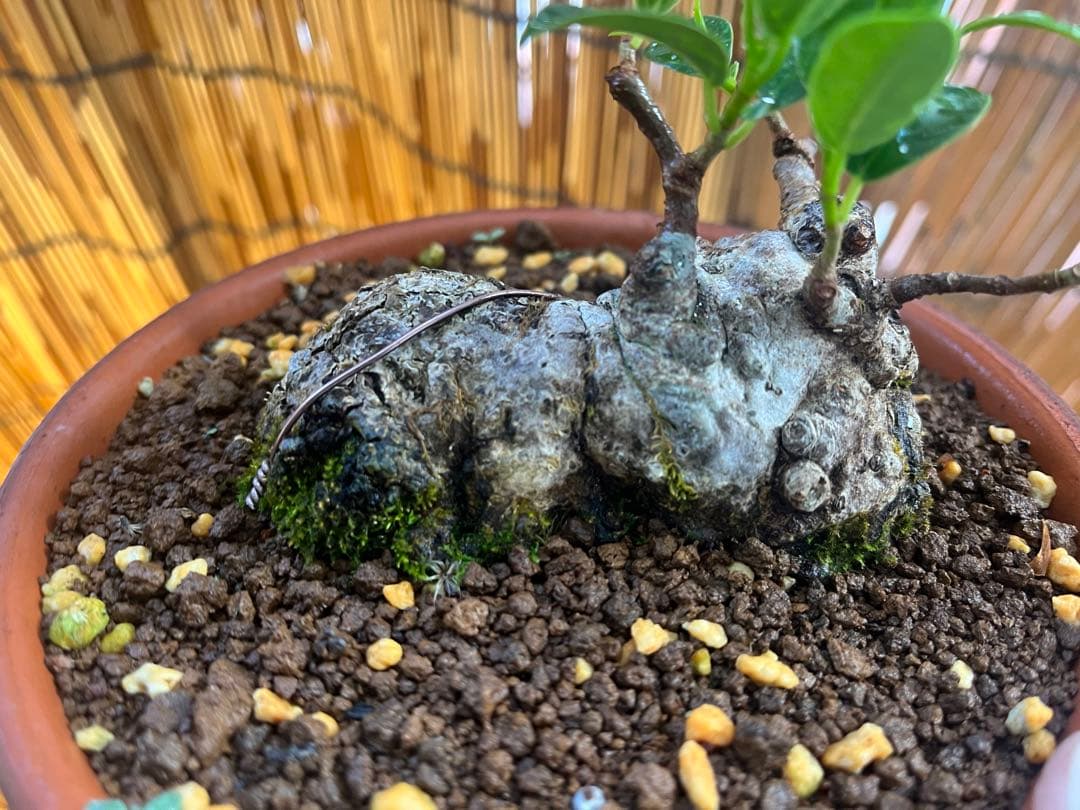 ✨✨✨ガジュマル【◎良品素材】検/珍奇塊根類♪セール品♪