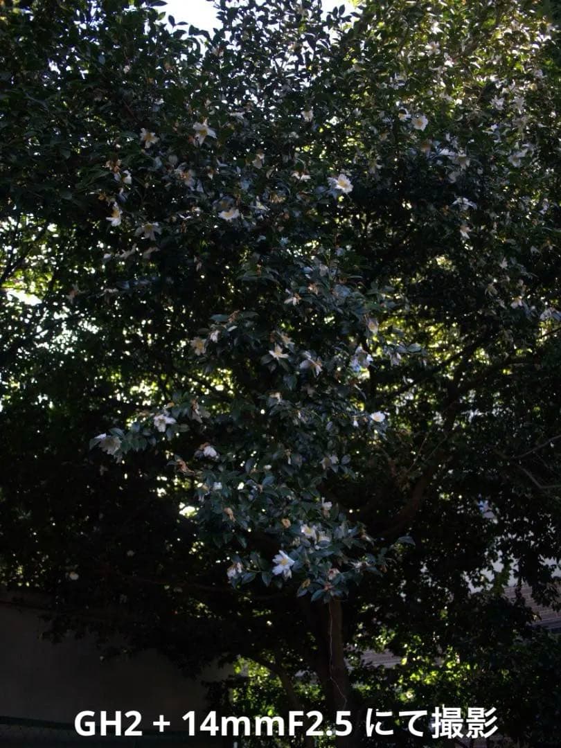 【動画の名機】Panasonic LUMIX DMC-GH2 ボディ