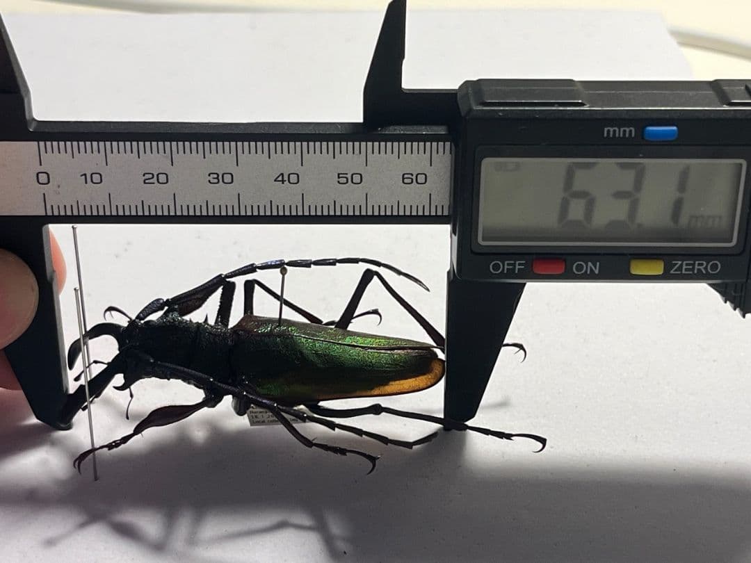 【赤黄緑青】ルリオニカミキリ ムラサキオニノコギリカミキリ キンオニ標本