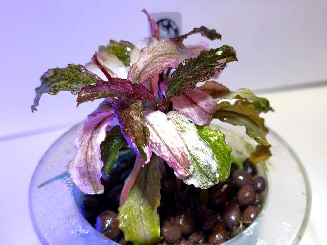 Bucephalandra spブセファランドラsp. ヴァリエガータ・クランプ