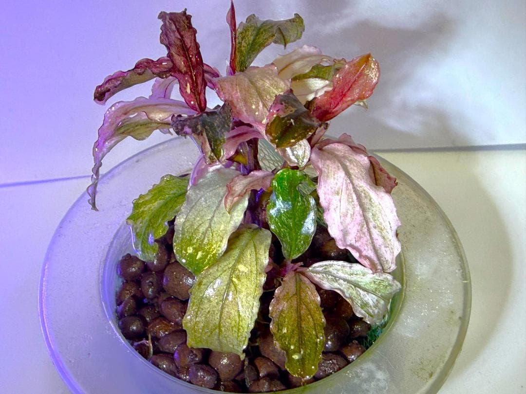 Bucephalandra spブセファランドラsp. ヴァリエガータ・クランプ