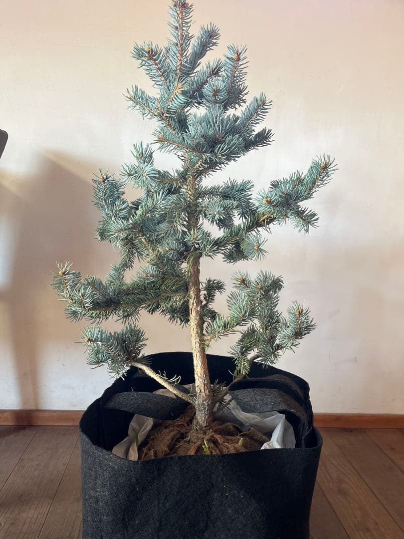 ⭐︎クリスマスセール ⭐︎ツリーに！ ピセア プンゲンス　ポプシー　コロラド　トウヒ