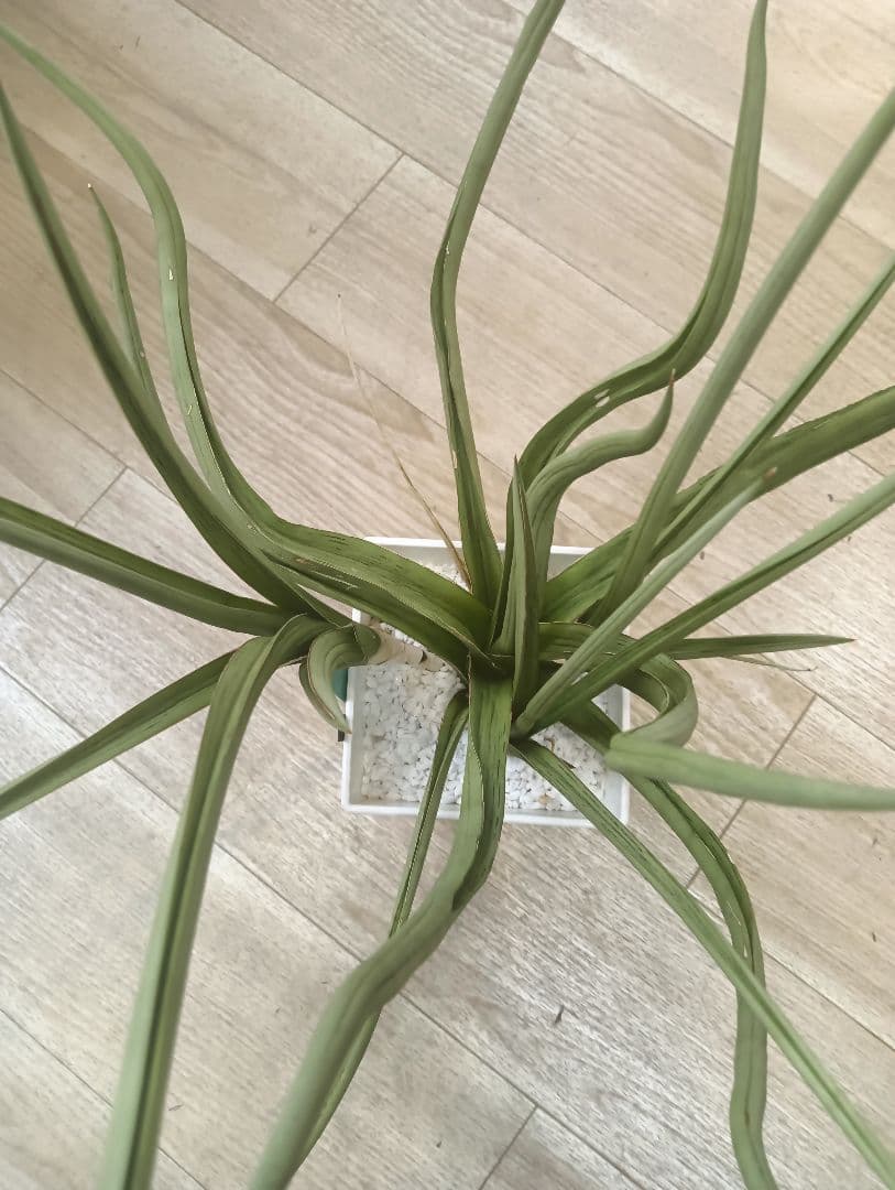 ☆S-32 超希少 特大 標本級ダンシングドラゴン ベアルート