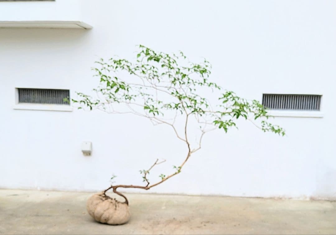 孤高。山採りアセビ。