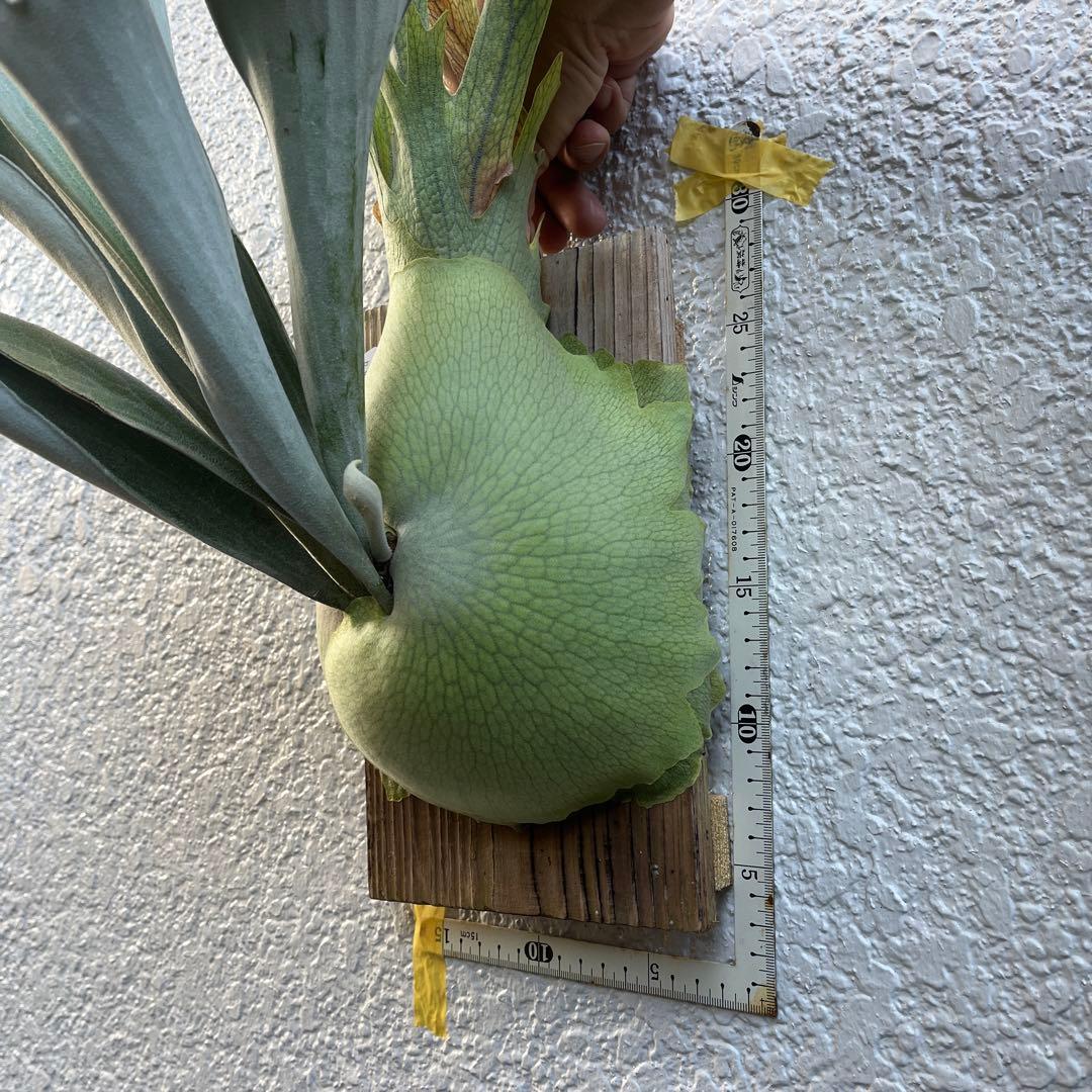 ビカクシダ ビーチーシルバー