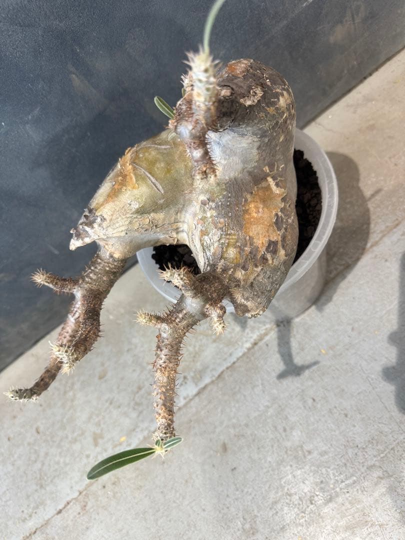 パキポデュウム　グラキリス　現地球　発根済　コーデックス