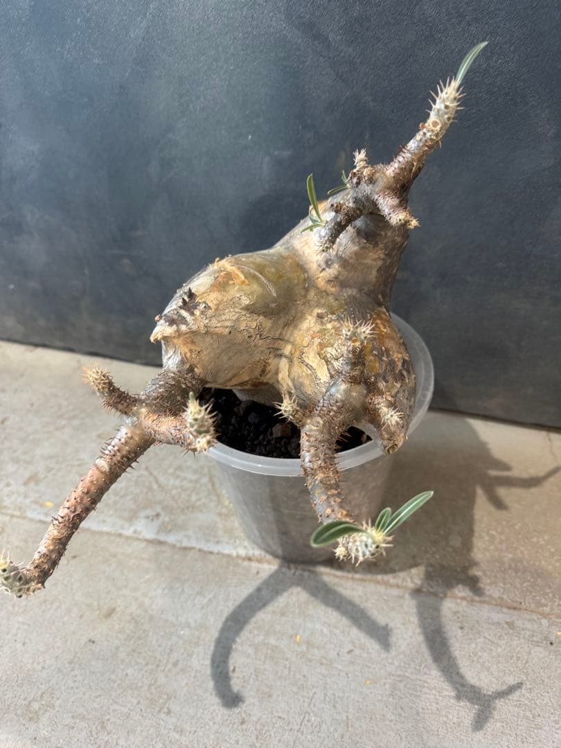 パキポデュウム　グラキリス　現地球　発根済　コーデックス