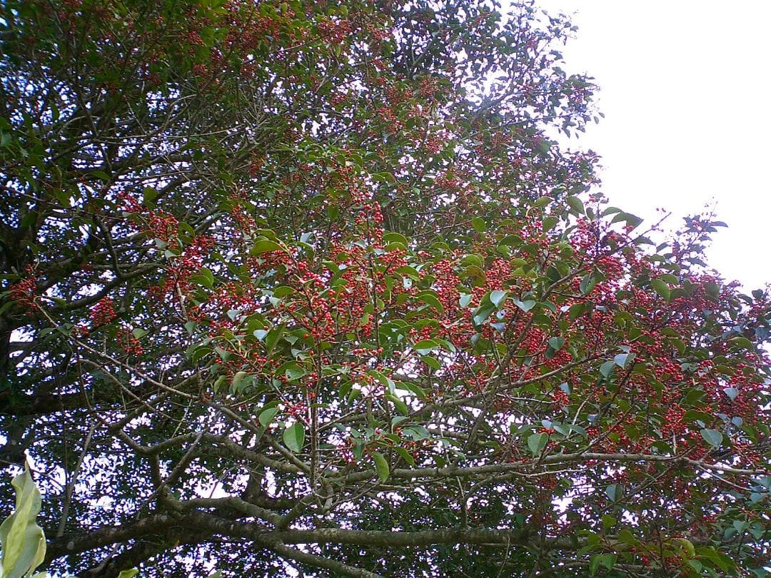 CASIO カシオ EXILIM EX-S20 コンデジ デジカメ 超軽量97g