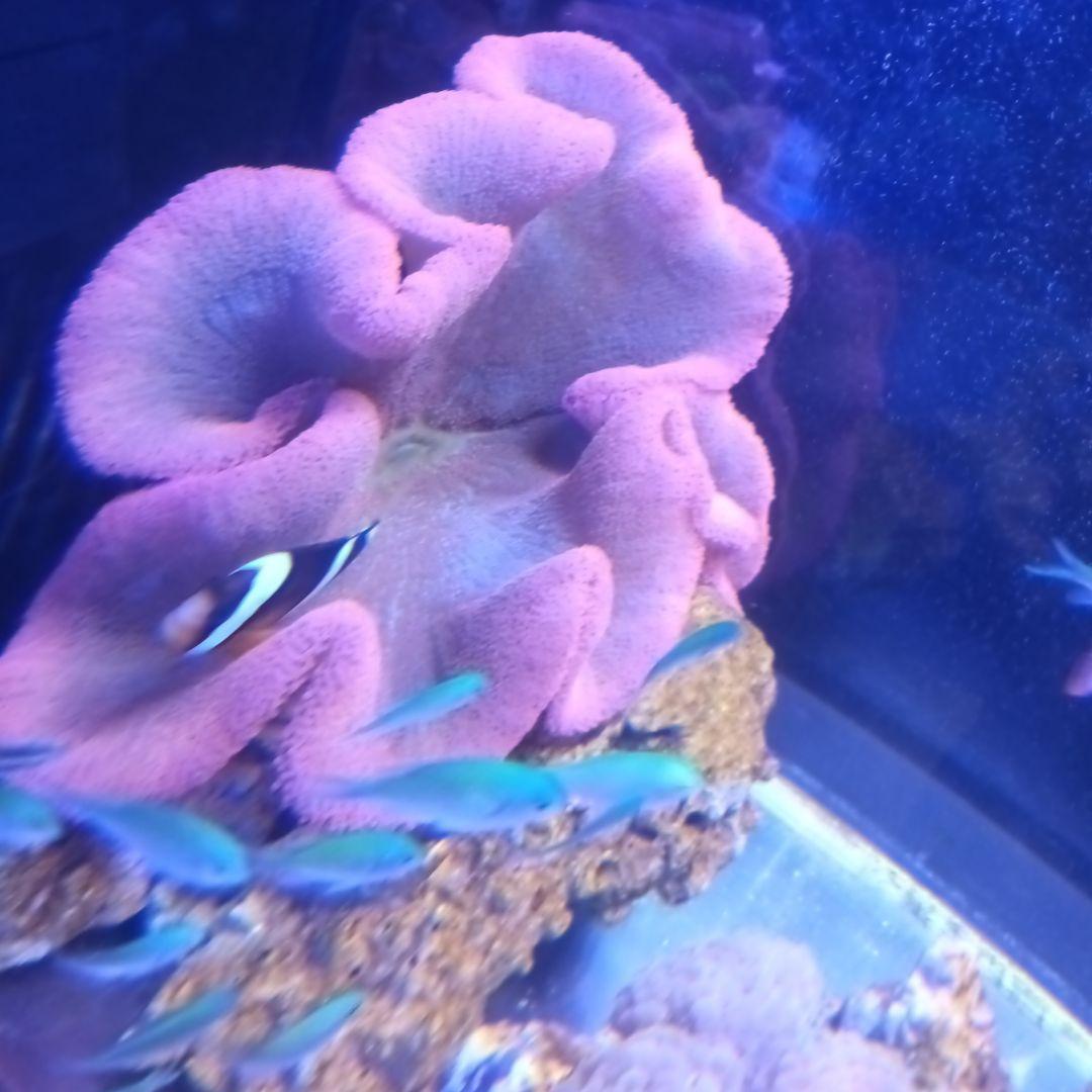 イボハタゴスーパーレッド