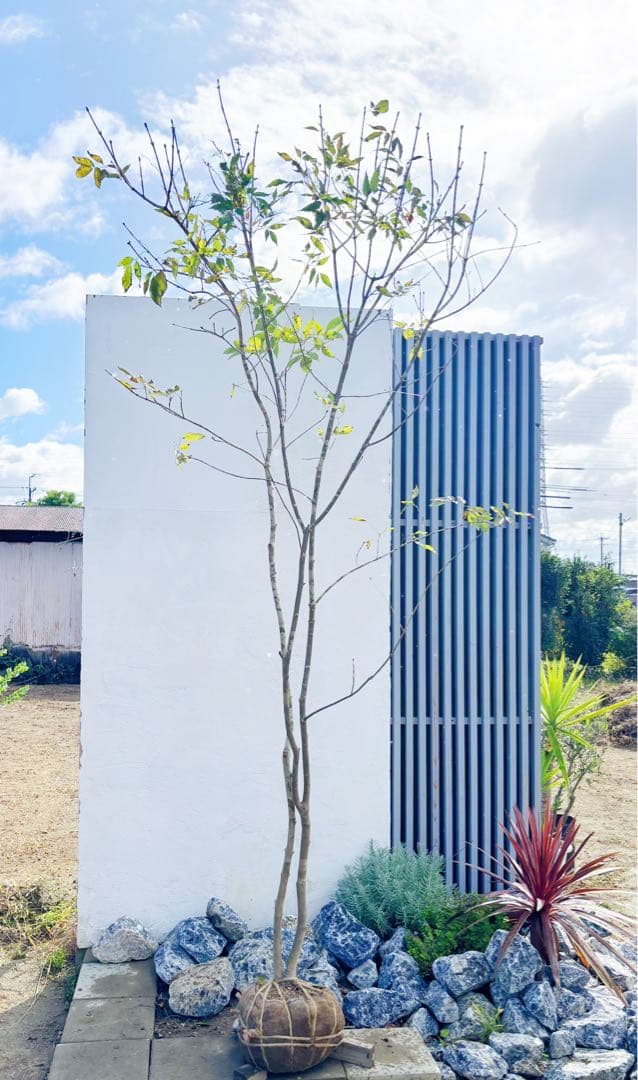 美斑紋。山採りアオダモ3.1M(鉢底から)品番A