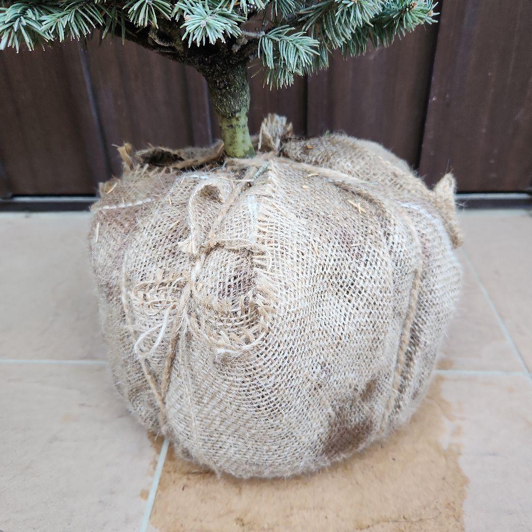 プンゲンストウヒ　グラウカグロボーサ　根巻き　苗木　レア品種