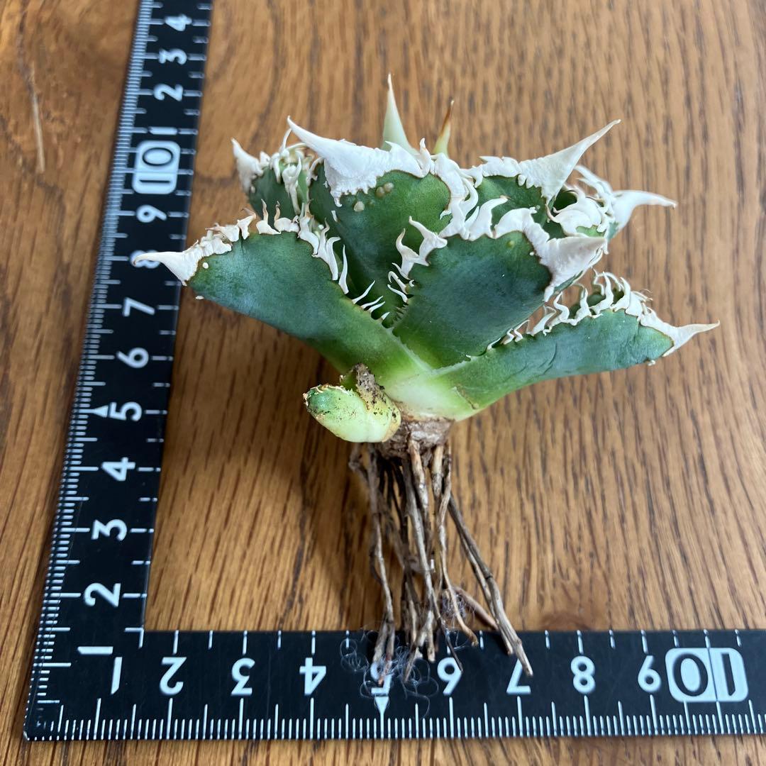 【速達】③特選　サイズ大　子株付き　アガべ　チタノタ　白豪刺　太棘