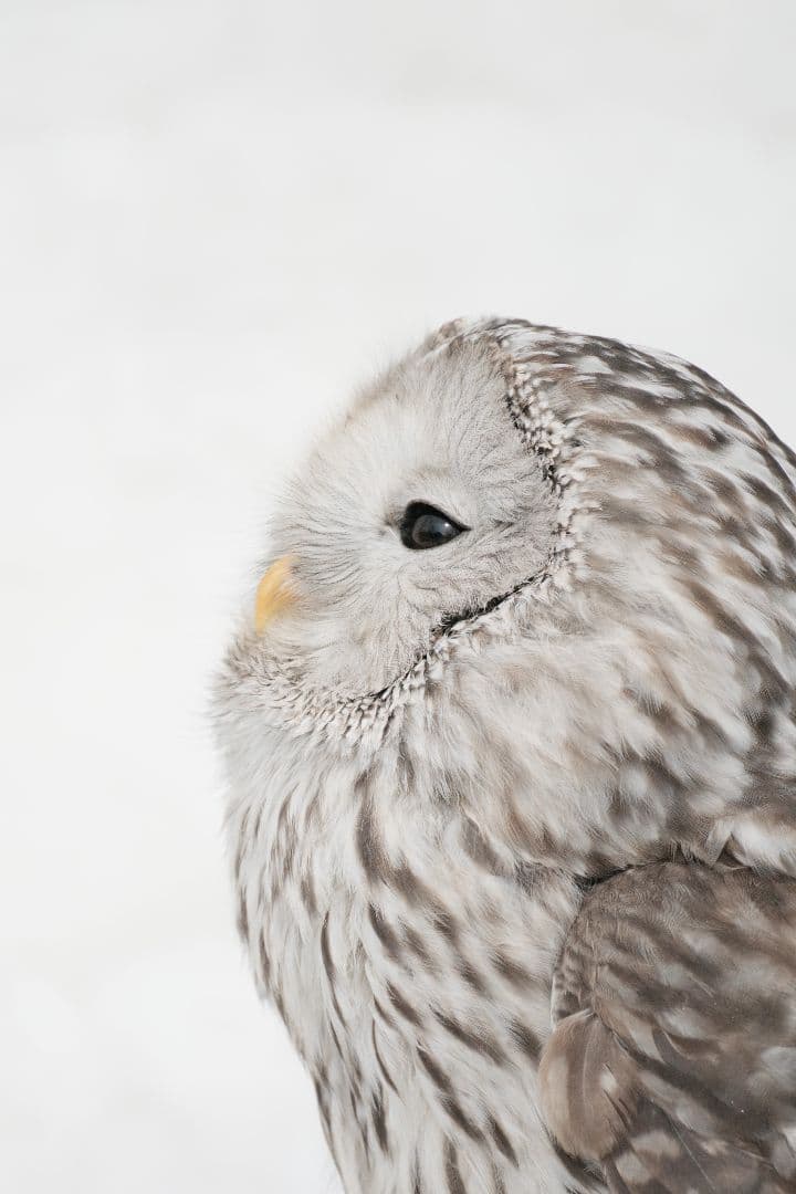 PENTAX K-3 III デジタル一眼レフカメラ