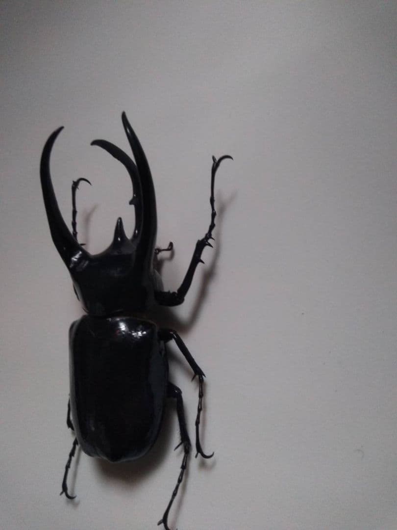 コーカサスオオカブト　昆虫標本