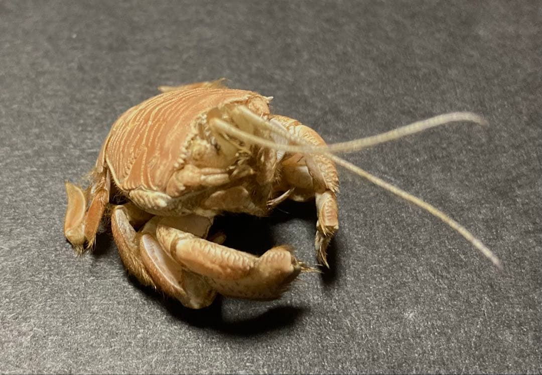 クダヒゲガニ 標本 約5cm カニ　乾燥標本　甲殻類