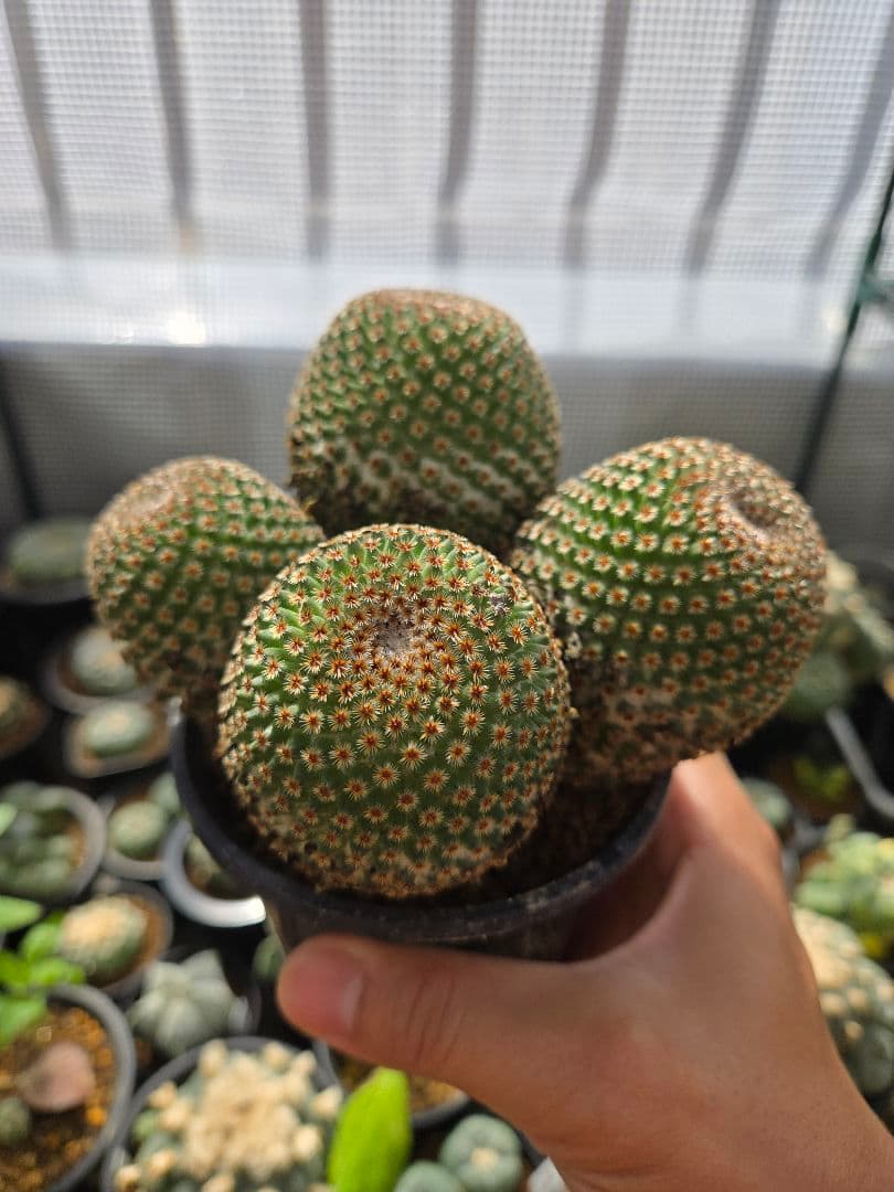 サボテン　マミラリアクルシゲラ 国内　実生 塊根植物