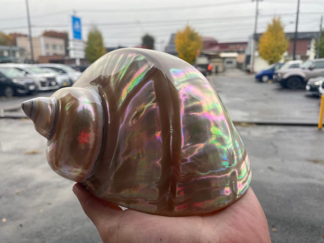 夜光貝　特大夜光貝　16x19cm 美品　置物　ピカピカ　ツルツル　色合いが綺麗