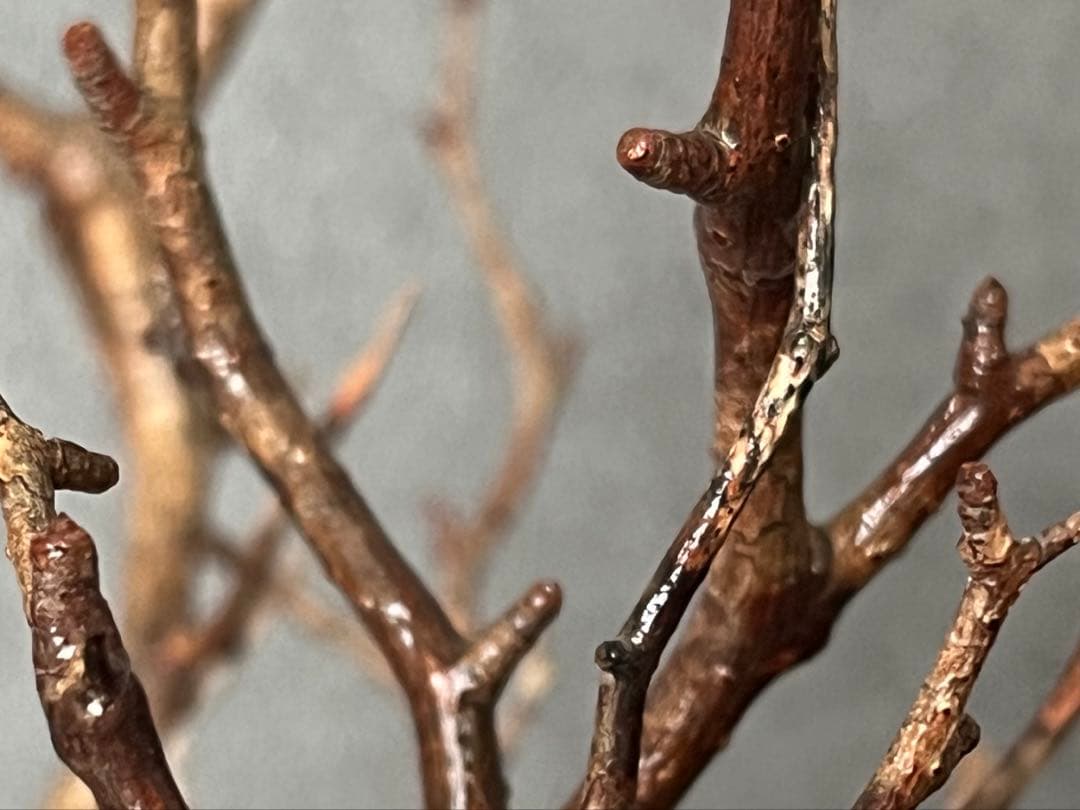 オペルクリカリア・パキプス ぼこぼこ丸株 ベアルート