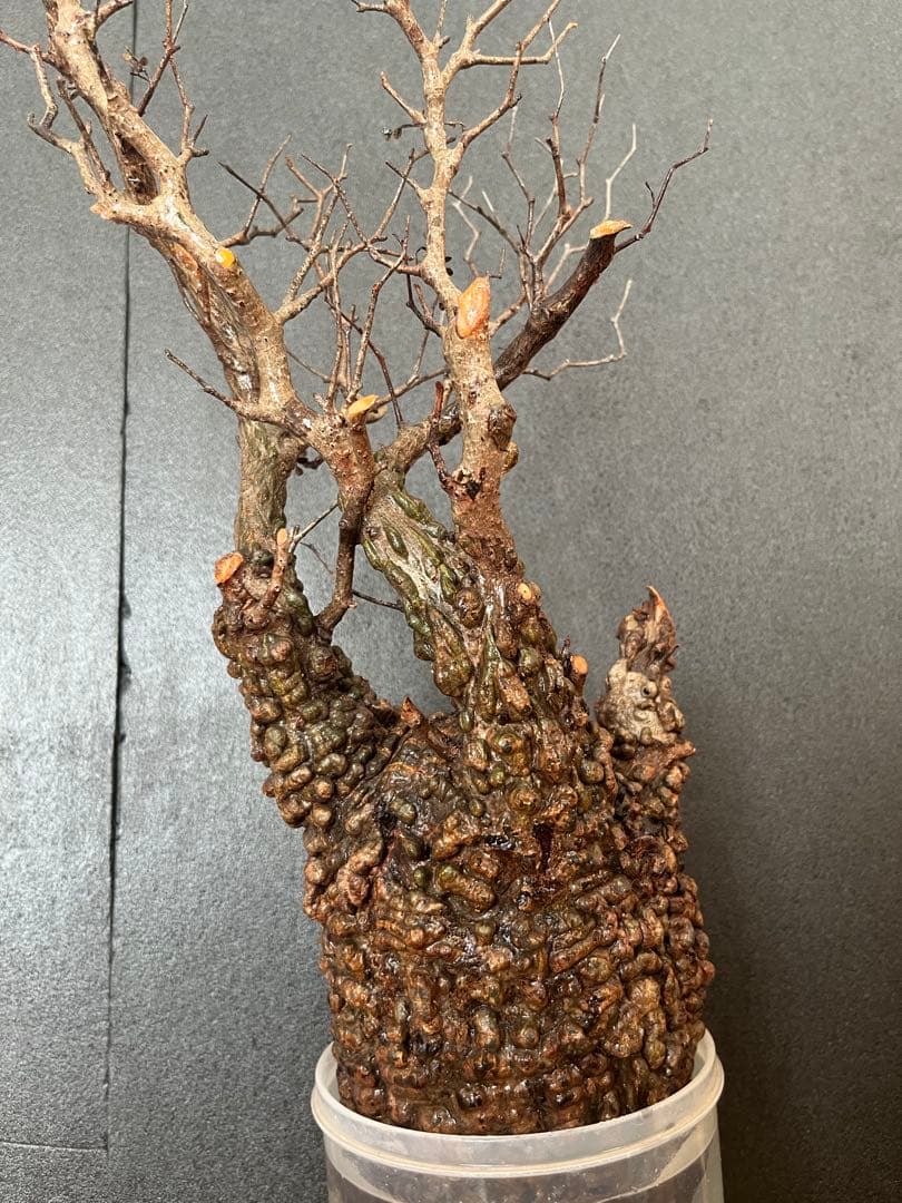 オペルクリカリア・パキプス ぼこぼこ丸株 ベアルート