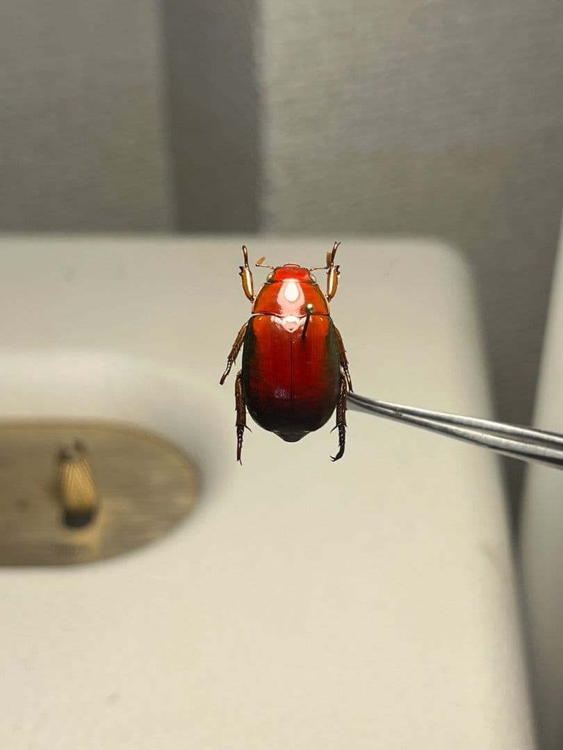 【奥行真紅】クリスマスビートル 標本オーストラリア産 プラチナコガネ カナブン