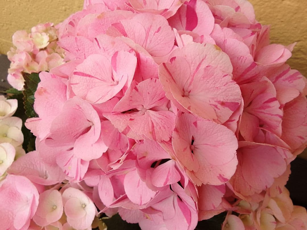 珍しい品種　絞り模様　スプラッシュアジサイ　紫陽花　5号鉢