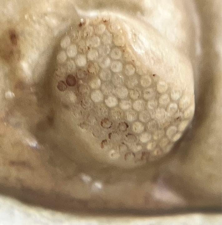 三葉虫　化石　Kainops