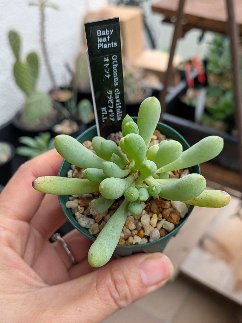 オトンナ　レトロルサ　ユーフォルビオイデス　スティンコフ　クラビフォリア冬型塊根