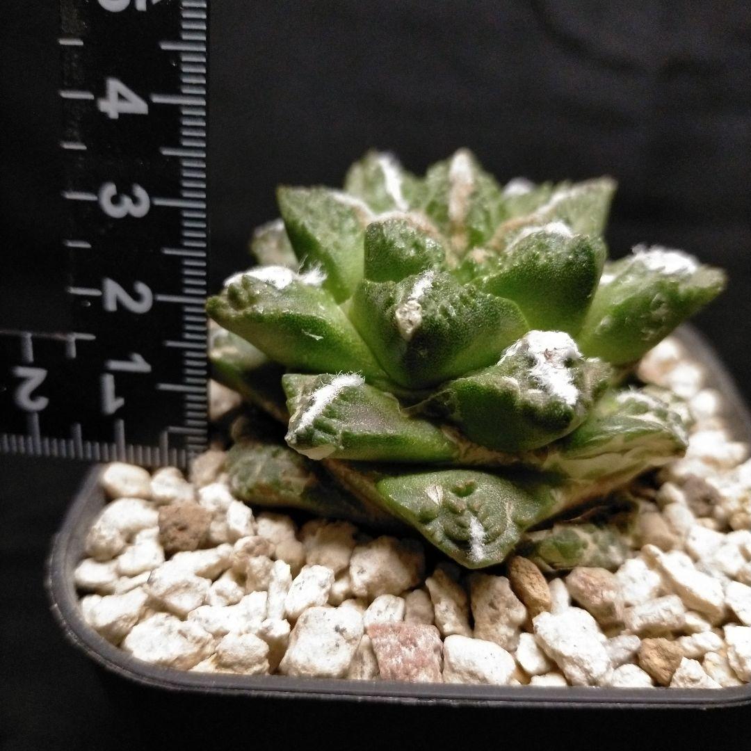 アリオカルプス 連山 短疣亀甲牡丹 2株セット 竜角牡丹 玉牡丹 花牡丹 黒牡丹