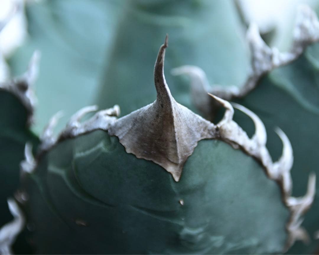 アガベ　チタノタ　ゴジラ　OSP株　成株　親株出品