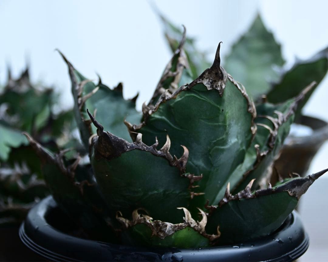 アガベ　チタノタ　ゴジラ　OSP株　成株　親株出品