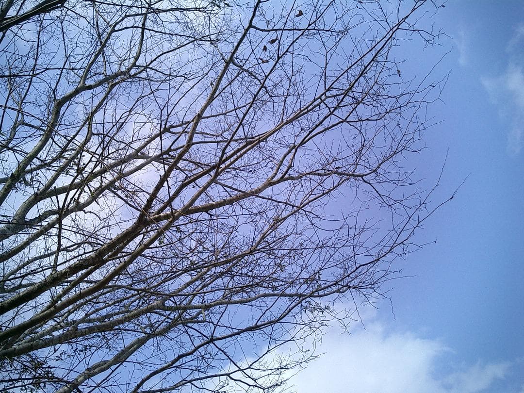 カシオ EXILIM EX-S3 コンデジ 純正バッテリー新品 SDカード2GB