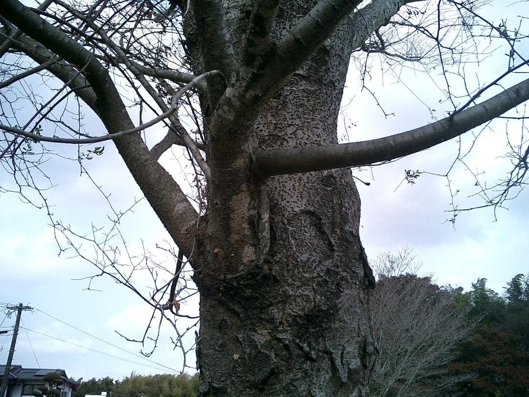 カシオ EXILIM EX-S3 コンデジ 純正バッテリー新品 SDカード2GB