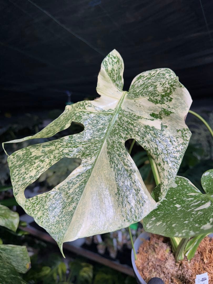 ル*ル様 1モンステラ　タイコンステレーション　スターライト