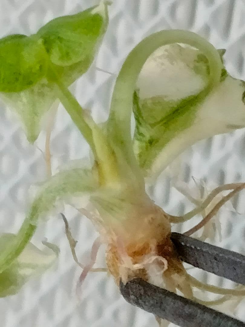 アロカシア メロ アルボ 斑入り Alocasia Melo var