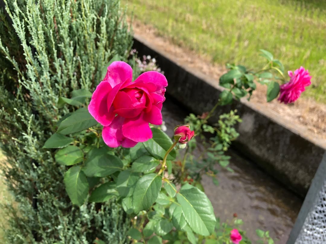 ER・ジェームズ・L. オースチン【大苗】イングリッシュローズ