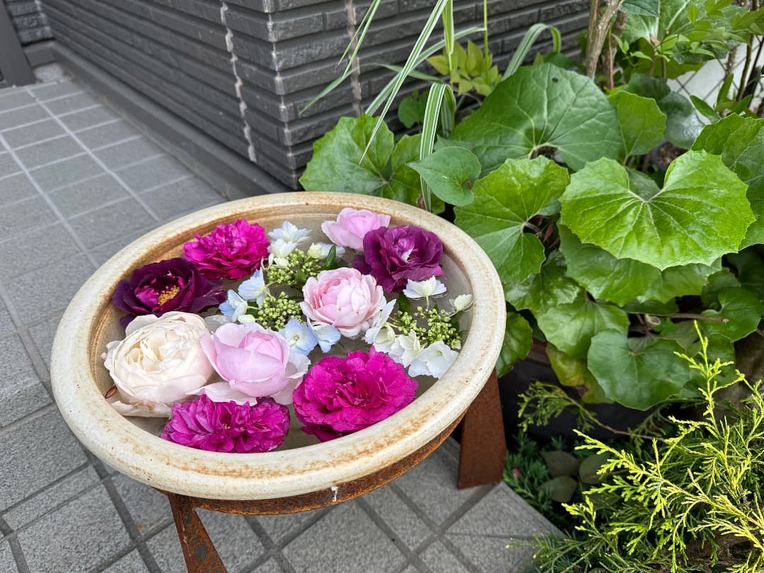 ER・ジェームズ・L. オースチン【大苗】イングリッシュローズ