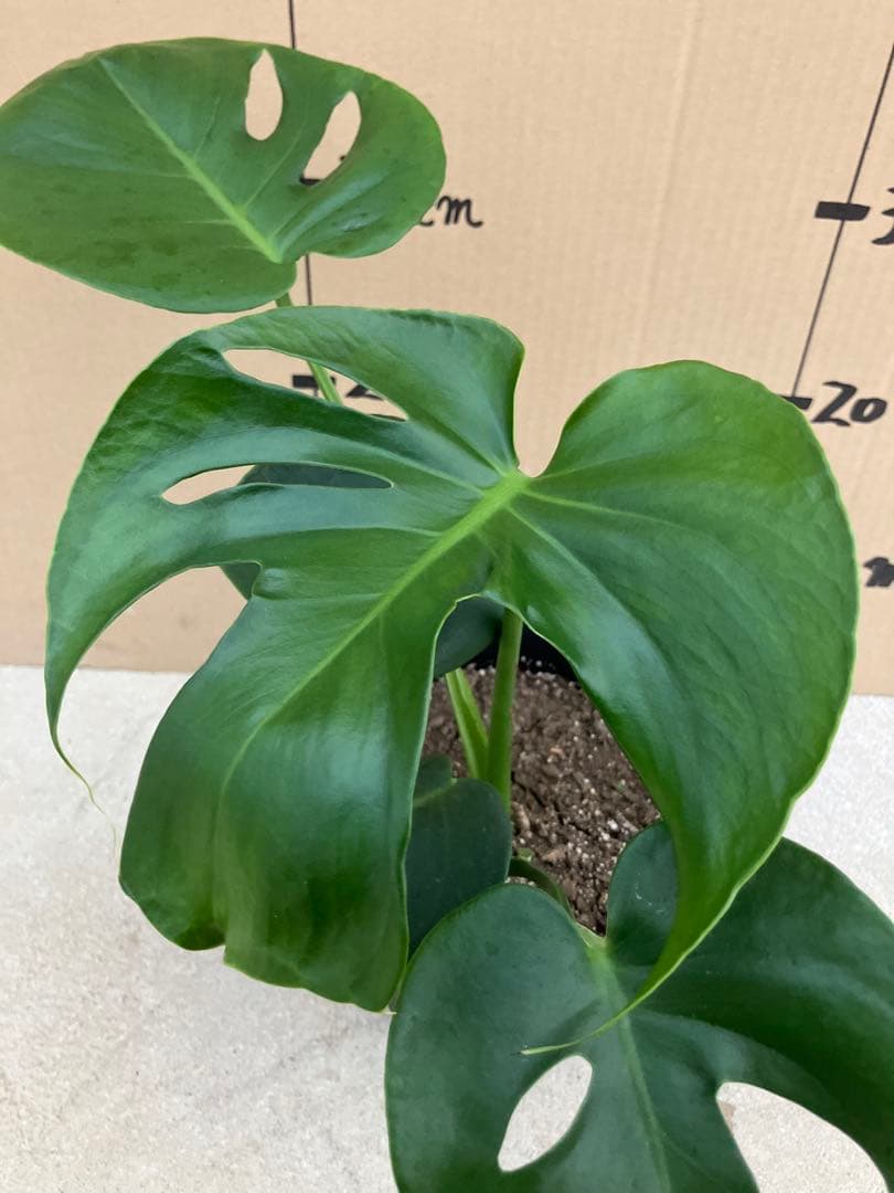 モンステラ　デリシオーサ実生株　斑入り　変異株丸葉　2鉢セット