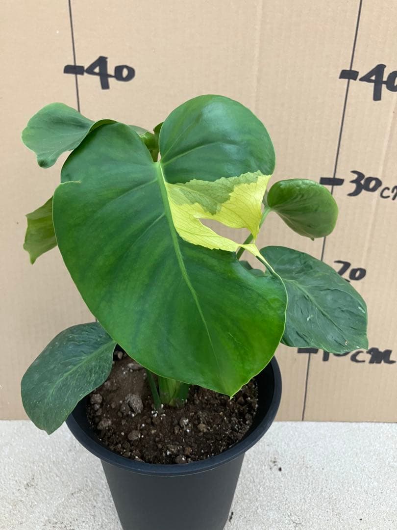 モンステラ　デリシオーサ実生株　斑入り　変異株丸葉　2鉢セット