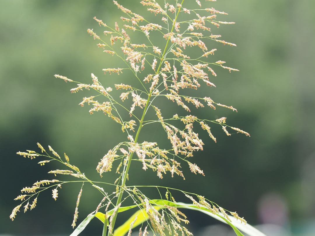 Olympus Zuiko Digital 50-200/2.8-3.5フード付